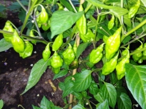 Bolivian Bumpy