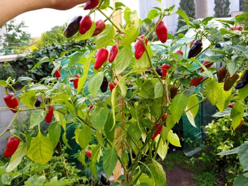 Habanero Tasmanian Red 2