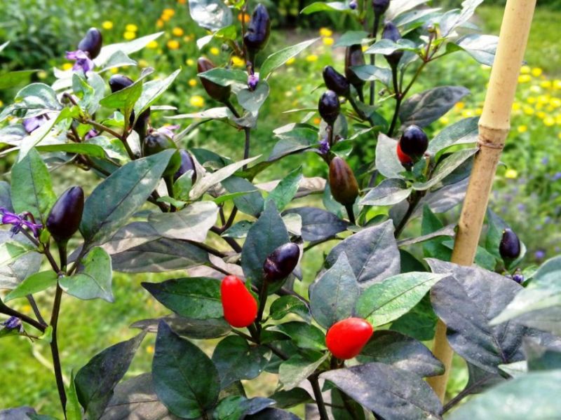 Black Cuban 2