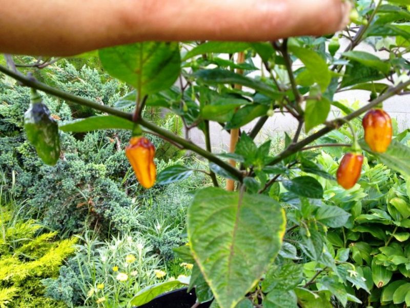 Bolivian Bumpy