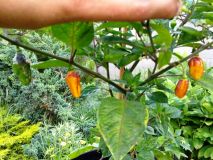 Bolivian Bumpy