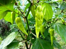 Bhut Jolokia White