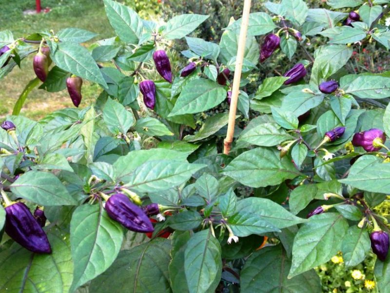 Bhut Jolokia Purple 6