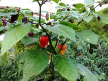 Bhut Jolokia Purple 5