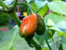 Trinidad Scorpion Butch-T 2