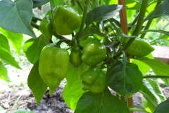 habanero red savina 8.7 2012