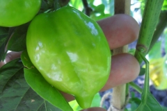 habanero red savina 8.7 2012