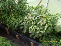 zahradka chili 2012