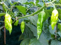 BHUT JOLOKIA CHOCOLATE