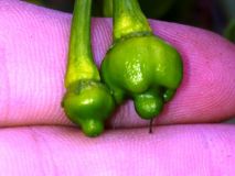 7 POT-POD BRAIN STRAIN 1