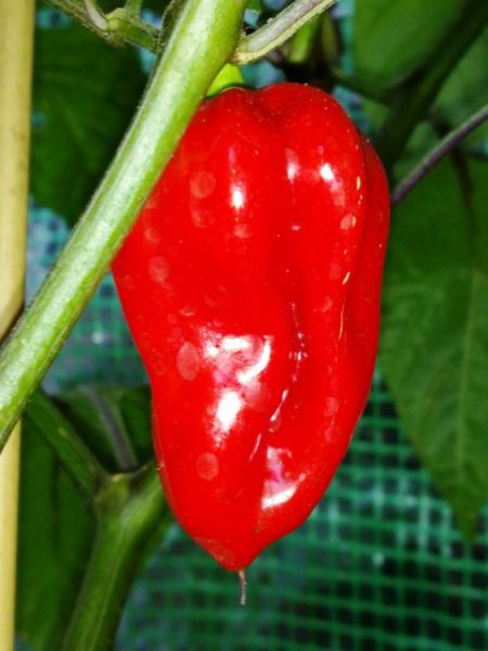 BHUT JOLOKIA PURPLE 2