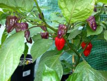 BHUT JOLOKIA PURPLE 1