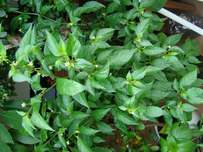 DSC04215