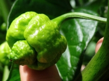 moruga1