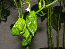 Fatalii