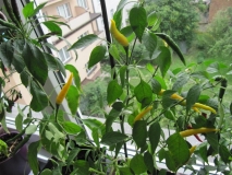 chilli 2012-cayenne yellow