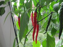 chilli 2012-deCayenne