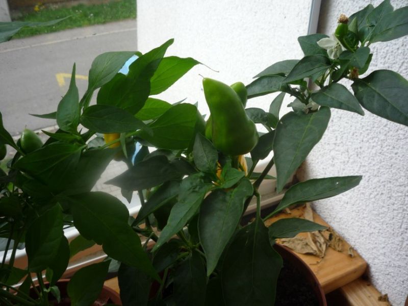 Capsicum Annuum ještě zelená 1.jp