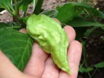 Bhut Jolokia Chocolate