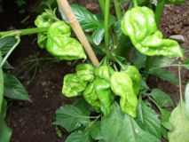 Naga Morich 2