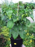 Bhut Jolokia White 1