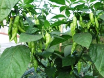 Bhut Jolokia White 3