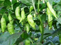 Bhut Jolokia White 4