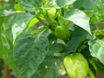 chilli