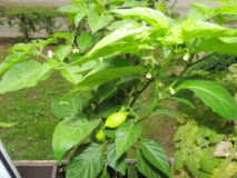 Habanero