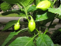 Habanero