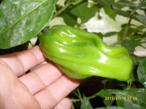 2012penis peter pepper