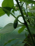 Jalapeno Maylon