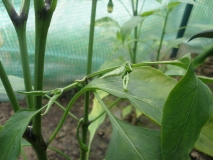 Jalapeno Maylon