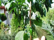 Fatalii Chocolate 3