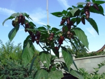 Bhut Jolokia Purple 4