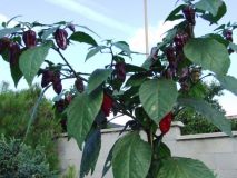 Bhut Jolokia Purple 2