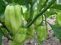 habanero