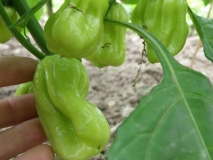 habanero