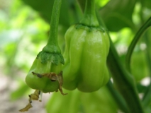 habanero