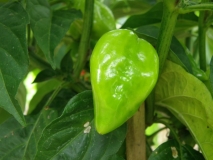 habanero