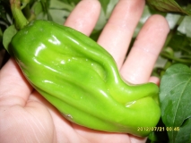 mega penis red pet.pepper chili 2012