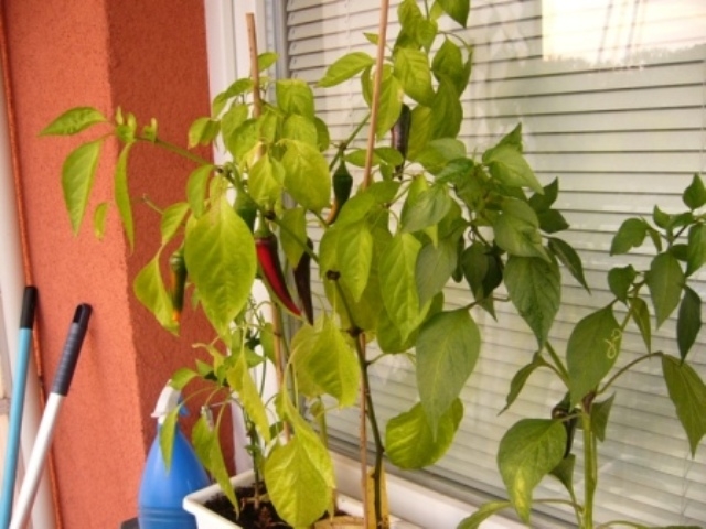 P1020136