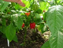 Slušně nasazené plody Habanera