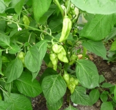 Bhut Jolokia White /doufám/