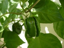 Congo Black (Capsicum chinense)