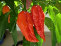 Naga Morich (Capsicum chinense)