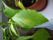 DSCF7634