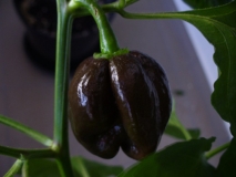 Congo Black (Capsicum chinense)