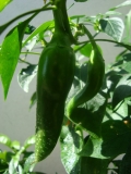 chilli 007 022