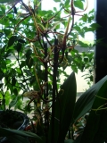 chilli 007 002